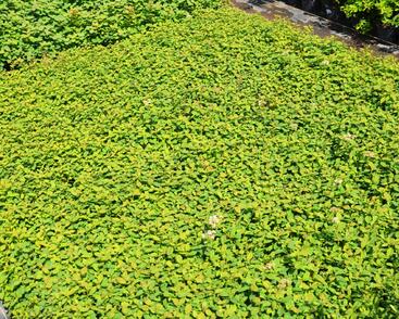 Tavolník poléhavý