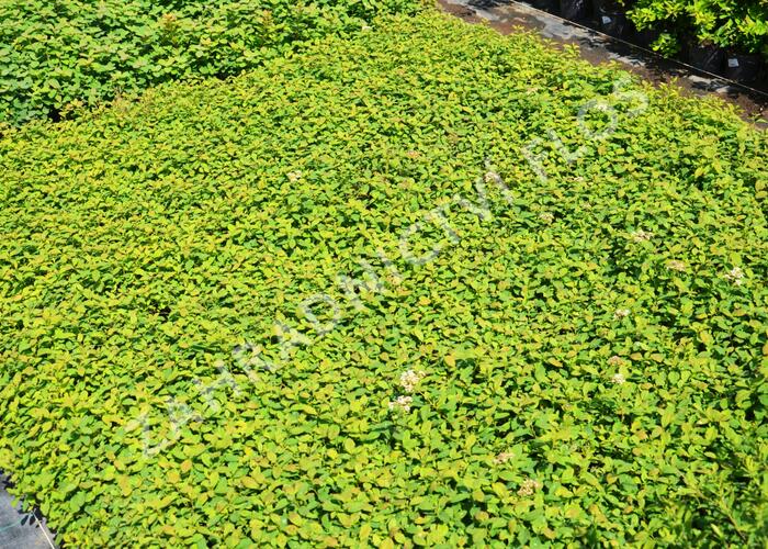 Tavolník poléhavý - Spiraea decumbens