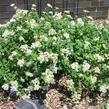 Tavolník poléhavý - Spiraea decumbens