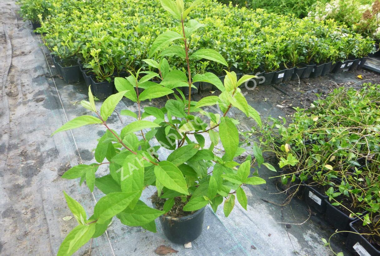 Trojpuk 'Strawberry Field' - Deutzia 'Strawberry Field'