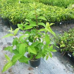 Trojpuk 'Strawberry Field' - Deutzia 'Strawberry Field'