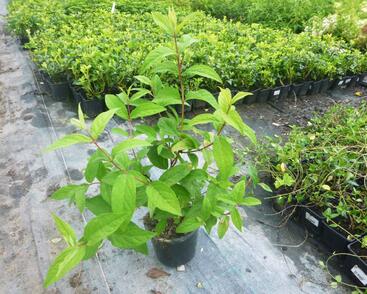 Trojpuk 'Strawberry Field'