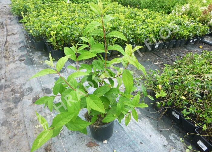 Trojpuk 'Strawberry Field' - Deutzia 'Strawberry Field'
