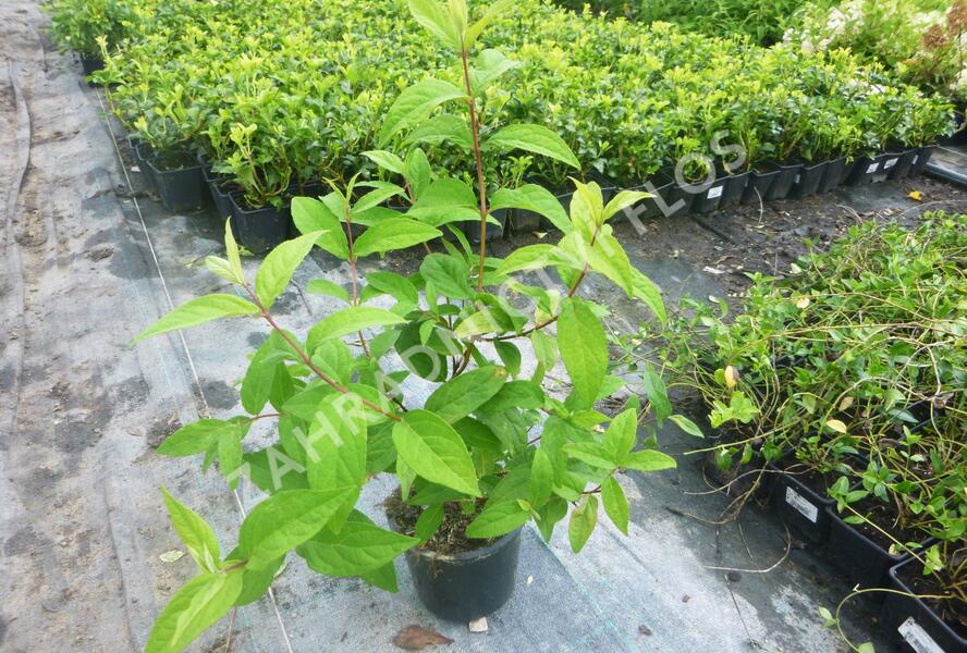 Trojpuk 'Strawberry Field' - Deutzia 'Strawberry Field'