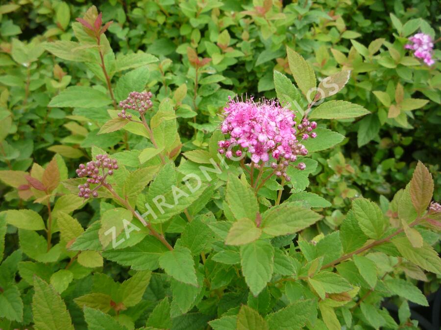 Tavolník japonský 'Manon' - Spiraea japonica 'Manon'