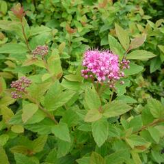 Tavolník japonský 'Manon' - Spiraea japonica 'Manon'