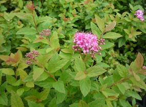 Tavolník japonský 'Manon' - Spiraea japonica 'Manon'