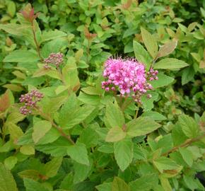 Tavolník japonský 'Manon' - Spiraea japonica 'Manon'