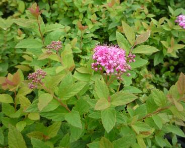 Tavolník japonský 'Manon'