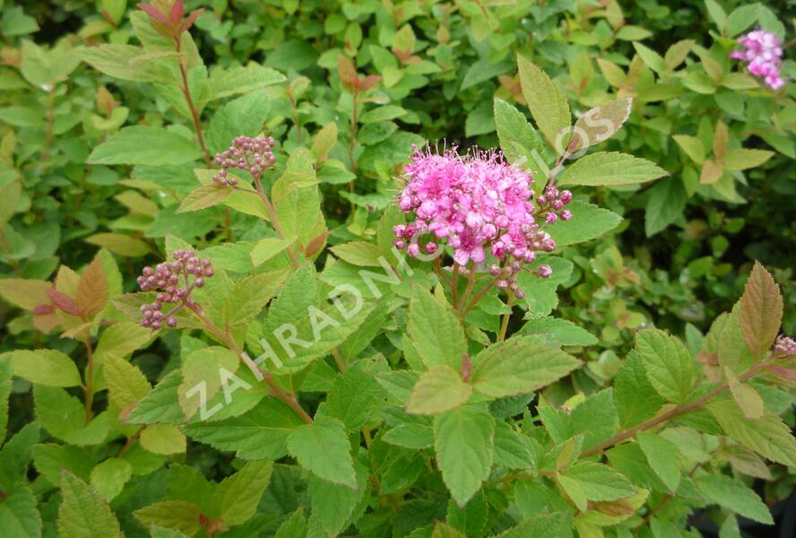 Tavolník japonský 'Manon' - Spiraea japonica 'Manon'