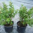 Tavolník japonský 'Manon' - Spiraea japonica 'Manon'