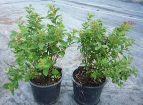 Tavolník japonský 'Manon' - Spiraea japonica 'Manon'