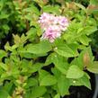 Tavolník japonský 'Manon' - Spiraea japonica 'Manon'
