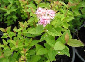 Tavolník japonský 'Manon' - Spiraea japonica 'Manon'