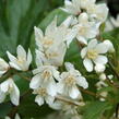 Trojpuk něžný 'Nikko' - Deutzia gracilis 'Nikko'