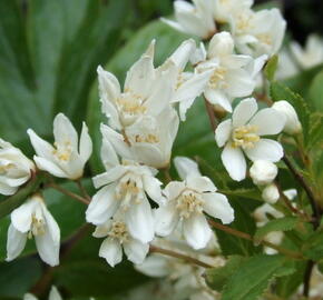 Trojpuk něžný 'Nikko' - Deutzia gracilis 'Nikko'