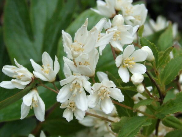 Trojpuk něžný 'Nikko' - Deutzia gracilis 'Nikko'