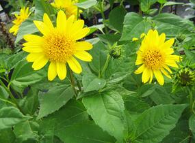 Slunečnice 'Meteor' - Helianthus decapetalus 'Meteor'