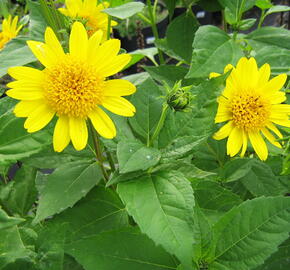 Slunečnice 'Meteor' - Helianthus decapetalus 'Meteor'