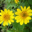 Slunečnice 'Meteor' - Helianthus decapetalus 'Meteor'