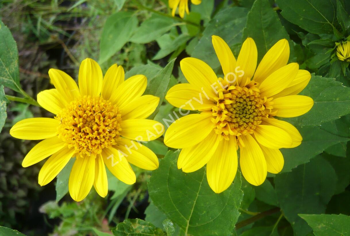 Slunečnice 'Meteor' - Helianthus decapetalus 'Meteor'