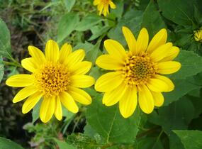 Slunečnice 'Meteor' - Helianthus decapetalus 'Meteor'