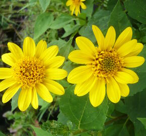 Slunečnice 'Meteor' - Helianthus decapetalus 'Meteor'