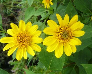 Slunečnice 'Meteor'