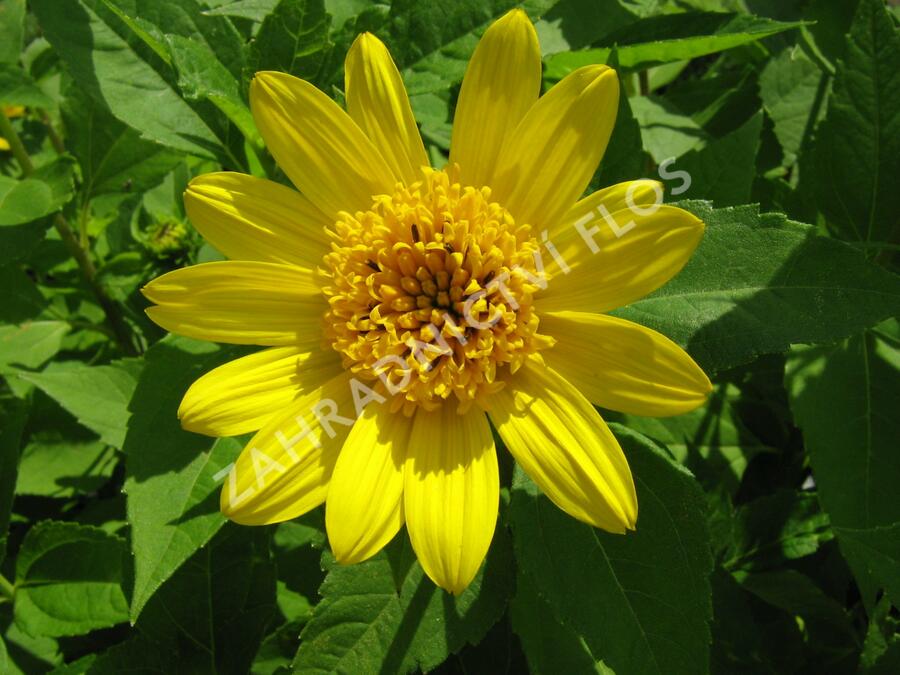 Slunečnice 'Meteor' - Helianthus decapetalus 'Meteor'