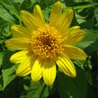 Slunečnice 'Meteor' - Helianthus decapetalus 'Meteor'