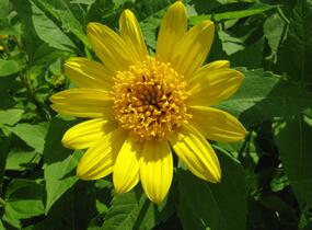 Slunečnice 'Meteor' - Helianthus decapetalus 'Meteor'