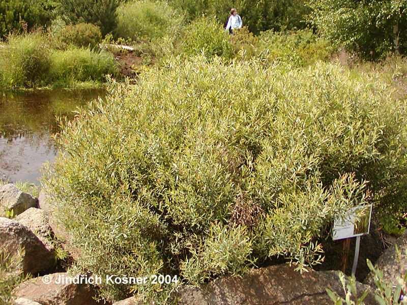 Vrba purpurová 'Gracilis' - Salix purpurea 'Gracilis'