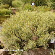 Vrba purpurová 'Gracilis' - Salix purpurea 'Gracilis'