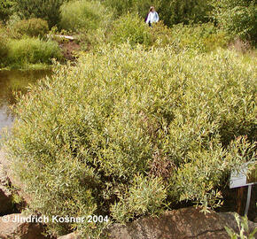 Vrba purpurová 'Gracilis' - Salix purpurea 'Gracilis'