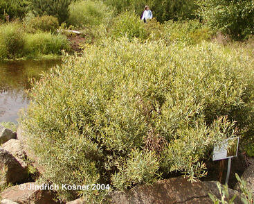 Vrba purpurová 'Gracilis'