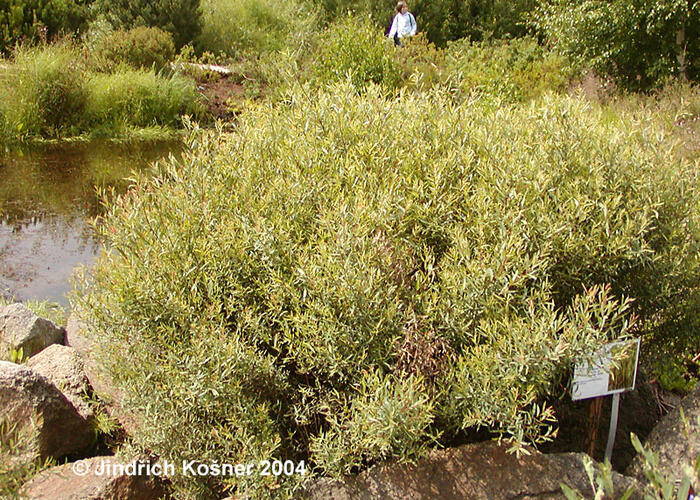 Vrba purpurová 'Gracilis' - Salix purpurea 'Gracilis'