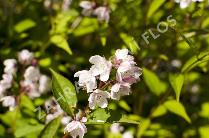 Trojpuk mamotokvětý 'Kalmiiflora' - Deutzia purpurascens 'Kalmiiflora'