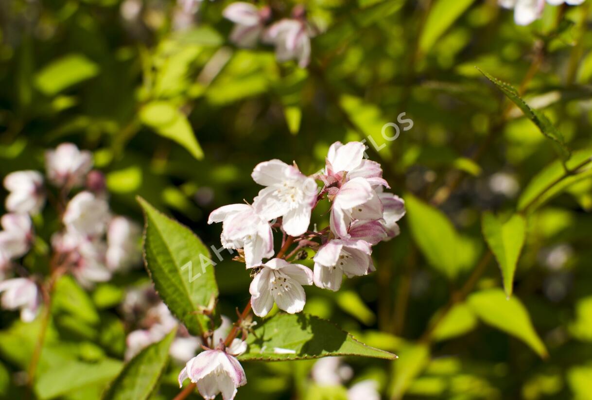 Trojpuk mamotokvětý 'Kalmiiflora' - Deutzia purpurascens 'Kalmiiflora'