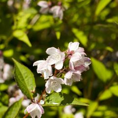 Trojpuk mamotokvětý 'Kalmiiflora' - Deutzia purpurascens 'Kalmiiflora'
