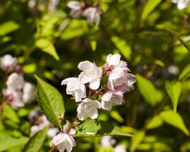 Trojpuk mamotokvětý 'Kalmiiflora'