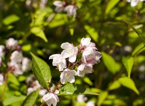 Trojpuk mamotokvětý 'Kalmiiflora' - Deutzia purpurascens 'Kalmiiflora'
