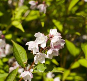 Trojpuk mamotokvětý 'Kalmiiflora' - Deutzia purpurascens 'Kalmiiflora'