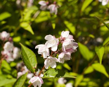 Trojpuk mamotokvětý 'Kalmiiflora'