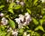 Trojpuk mamotokvětý 'Kalmiiflora'