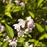 trojpuk-mamotokvety-kalmiiflora.jpg