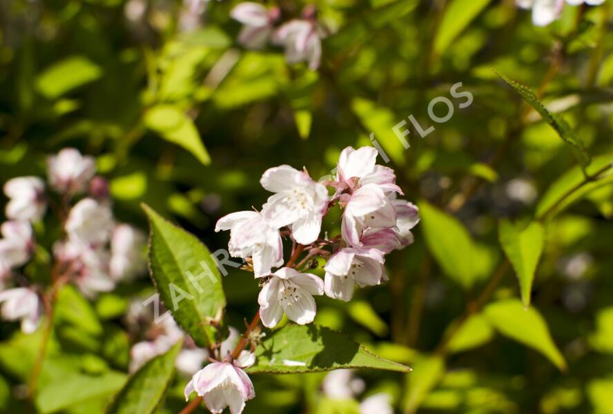 Trojpuk mamotokvětý 'Kalmiiflora' - Deutzia purpurascens 'Kalmiiflora'