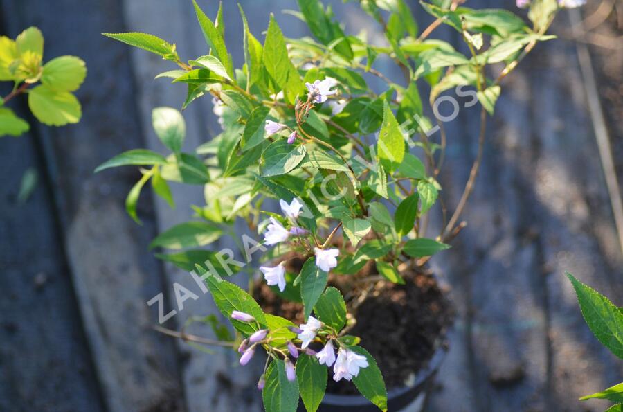 Trojpuk mamotokvětý 'Kalmiiflora' - Deutzia purpurascens 'Kalmiiflora'