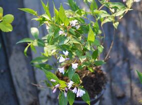 Trojpuk mamotokvětý 'Kalmiiflora' - Deutzia purpurascens 'Kalmiiflora'
