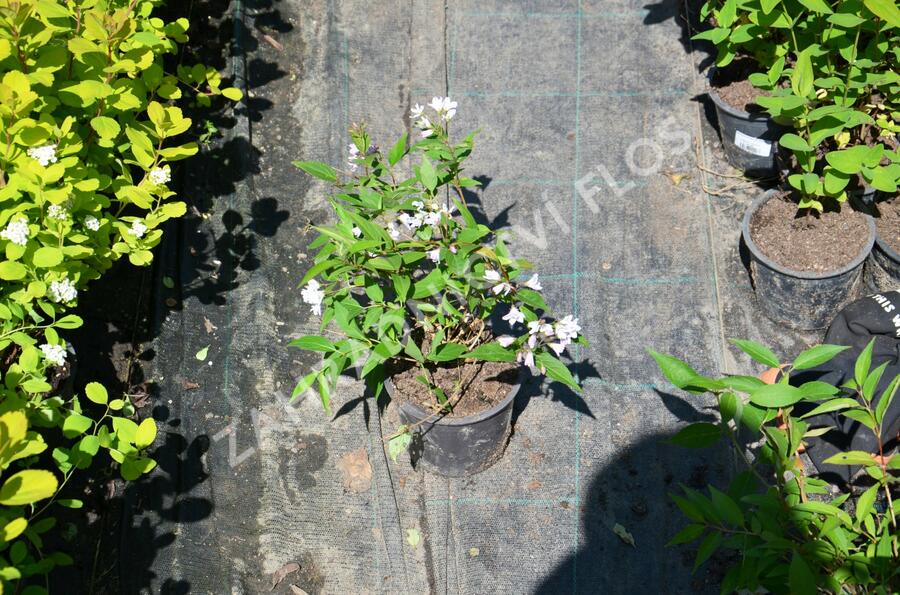 Trojpuk mamotokvětý 'Kalmiiflora' - Deutzia purpurascens 'Kalmiiflora'