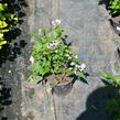 Trojpuk mamotokvětý 'Kalmiiflora' - Deutzia purpurascens 'Kalmiiflora'